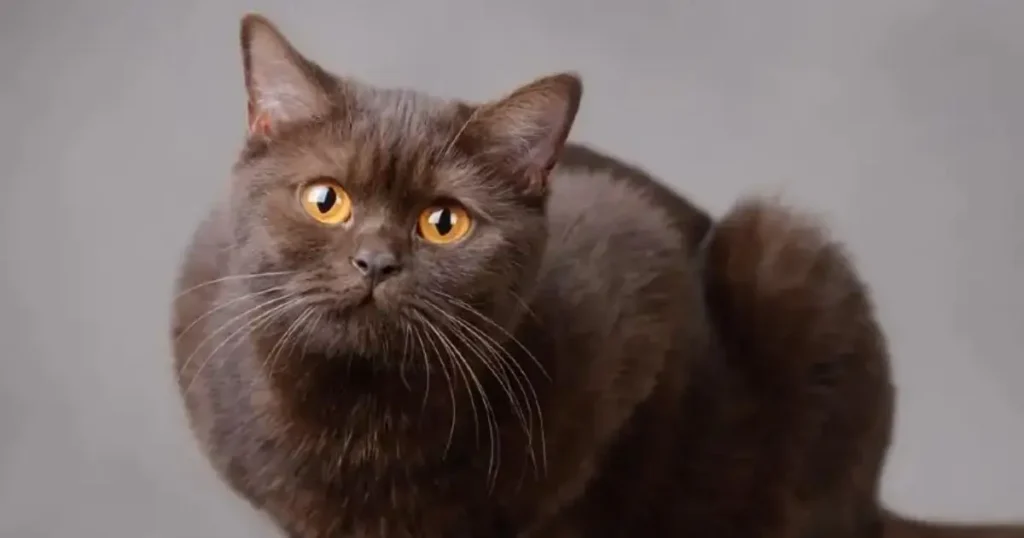 British Shorthair Brown
