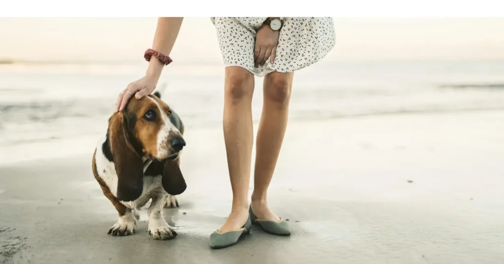 Basset Hound puppies
