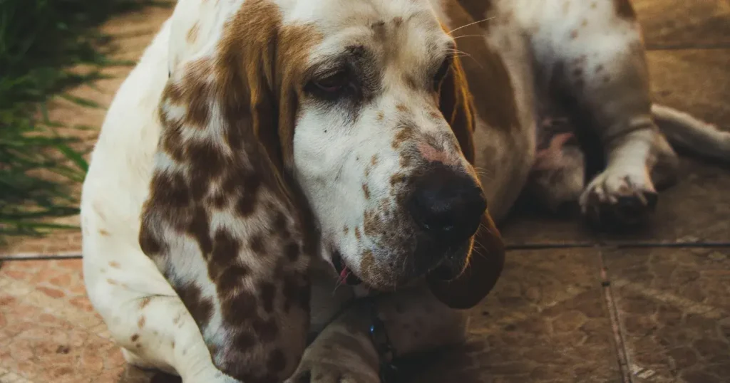 Basset Hound puppies