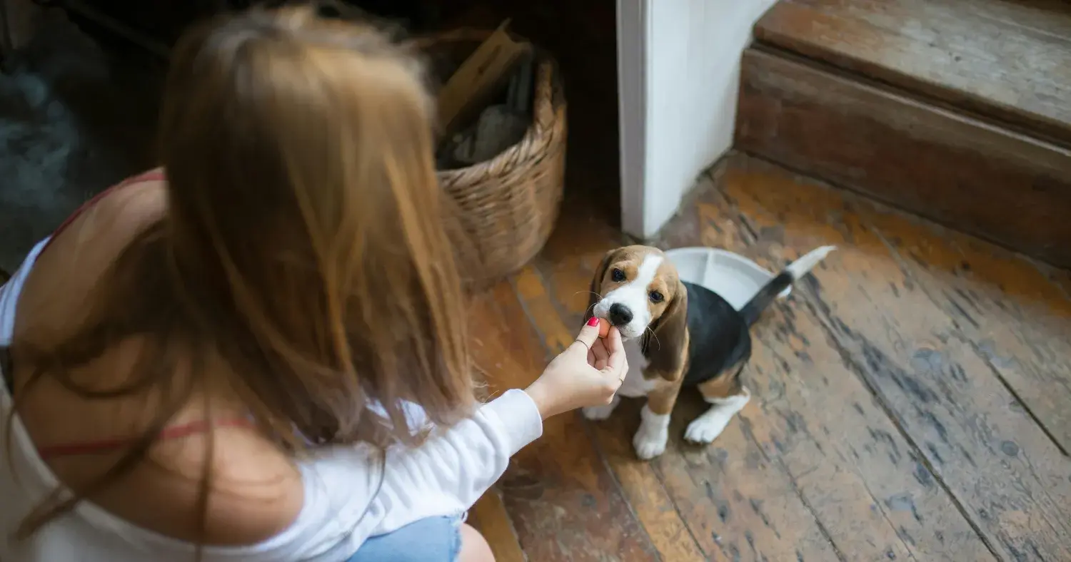 Basset Hound puppies