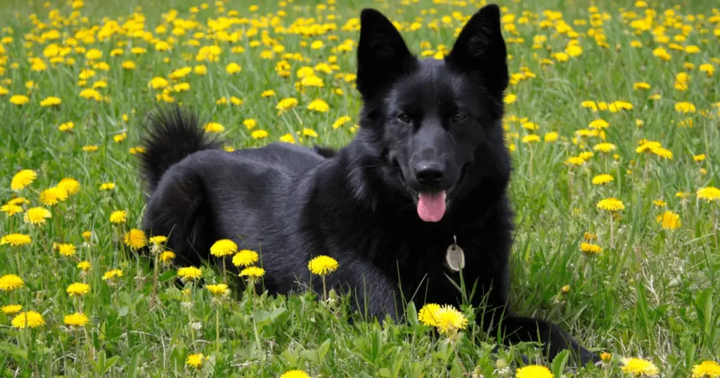 Black Colour Dog Breeds