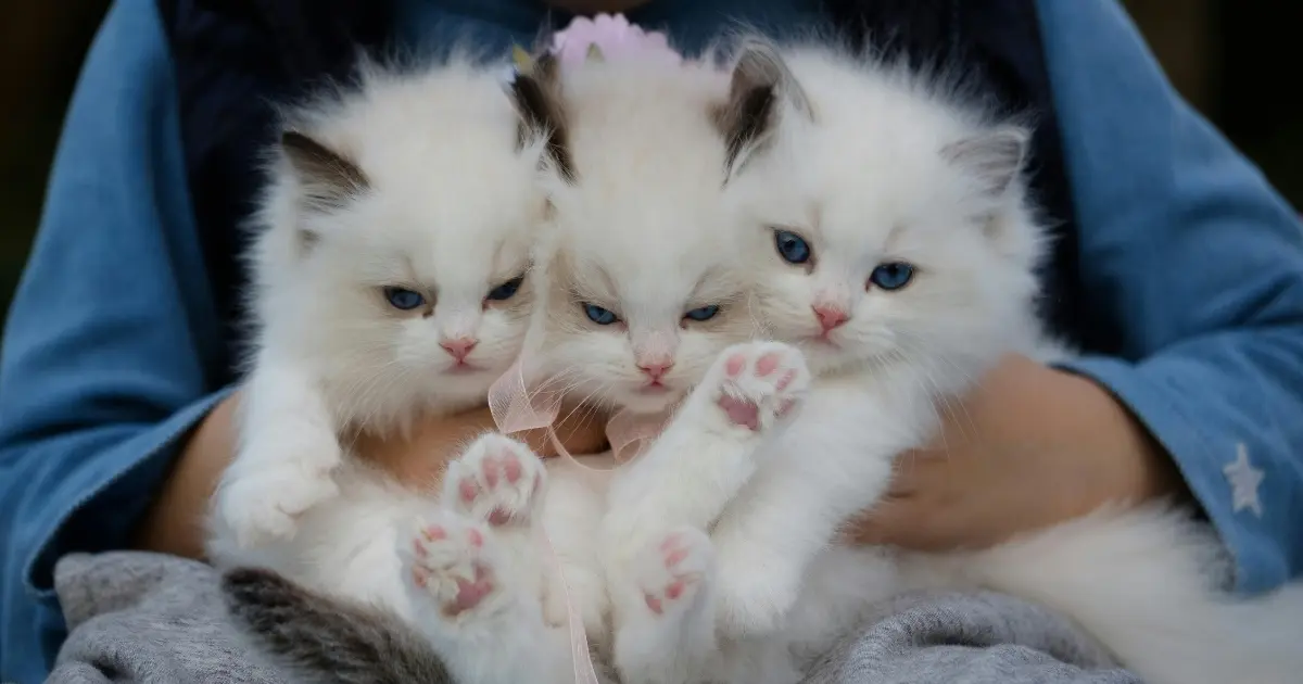 Most Cuddly Cat Breeds