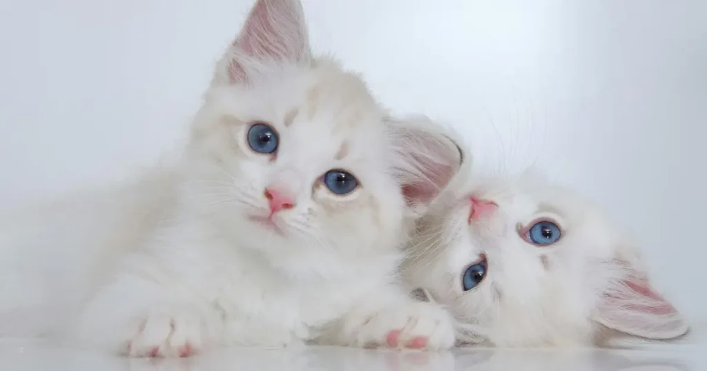 Most Cuddly Cat Breeds