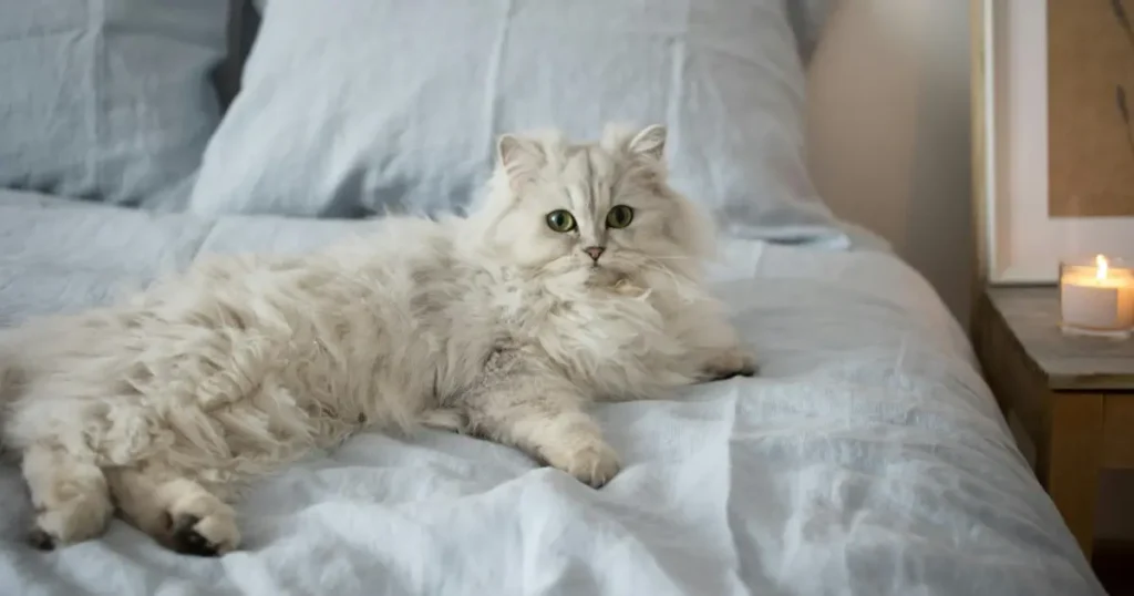 most cuddly cat breeds