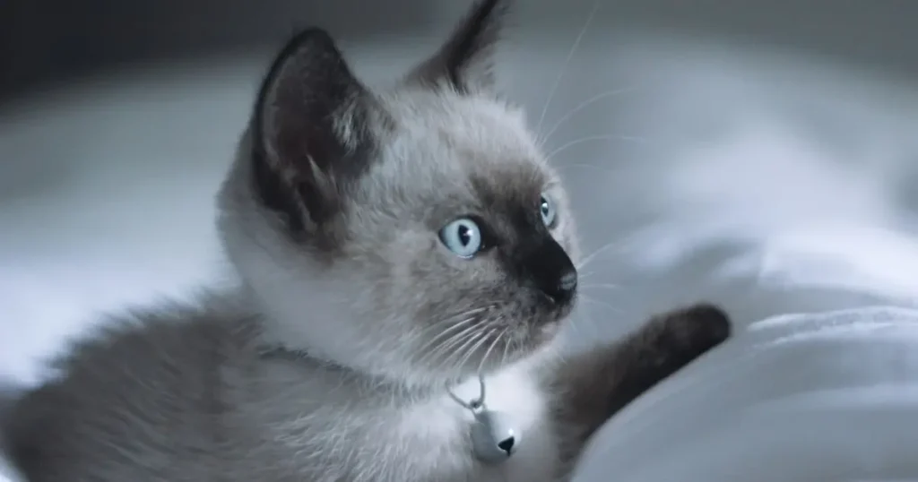 Most Cuddly Cat Breeds
