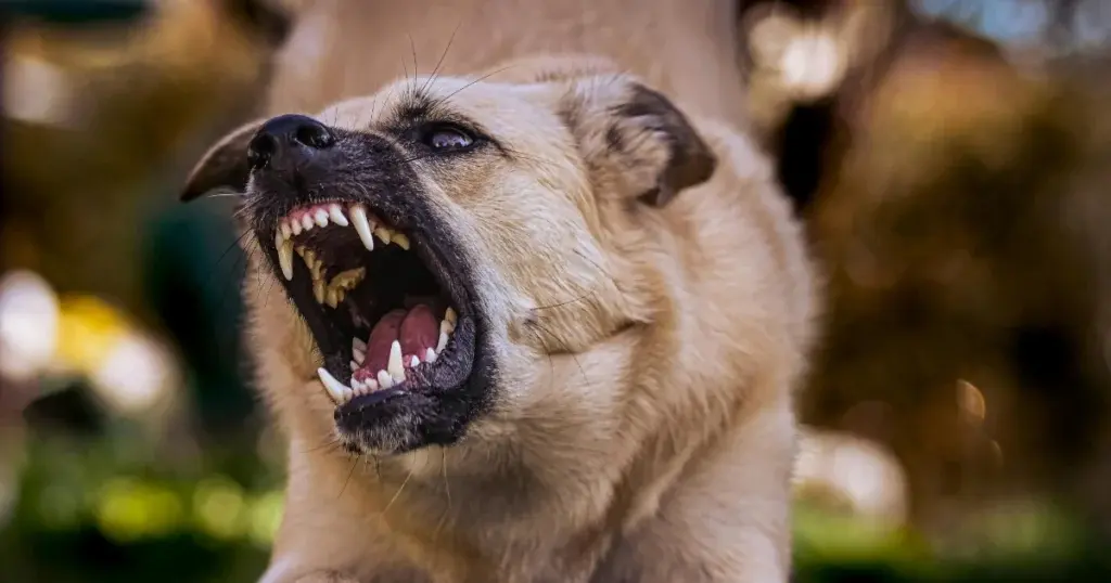 Most Dangerous Dog Breeds