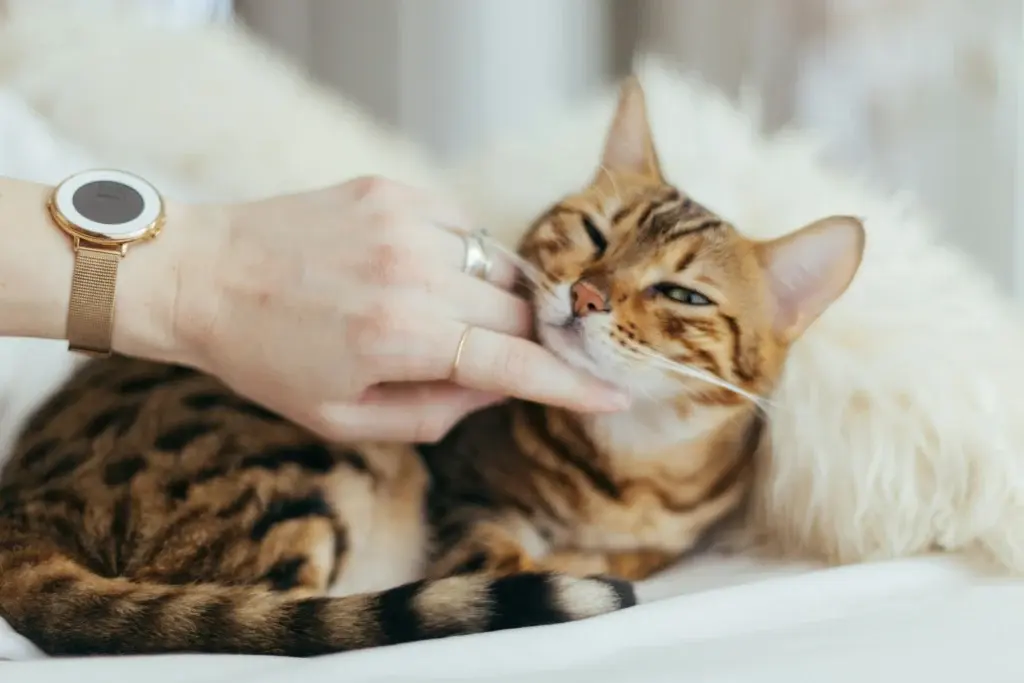 Pregnant Cat Behavior
