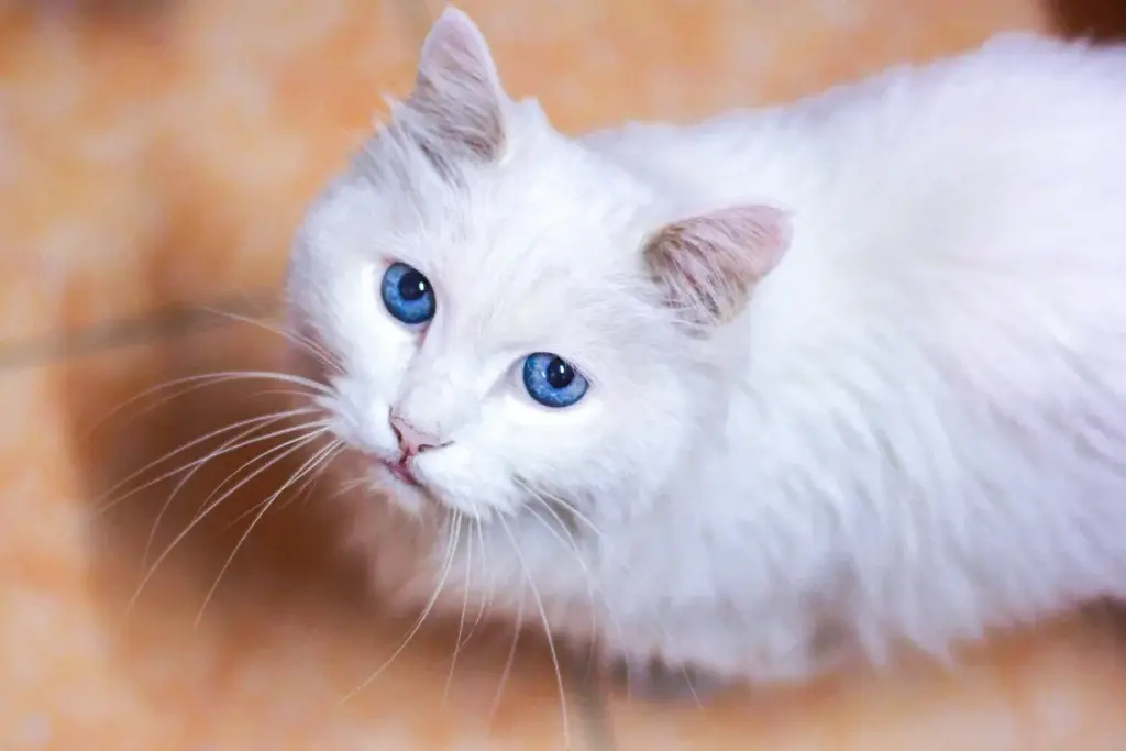 Pregnant Cat Behavior