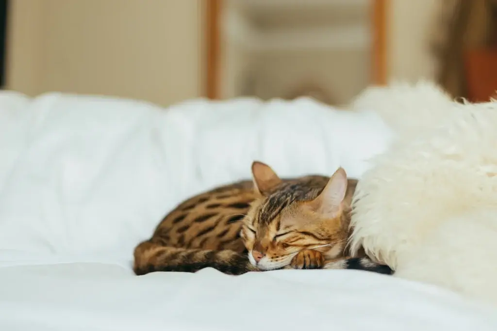 Pregnant Cat Behavior