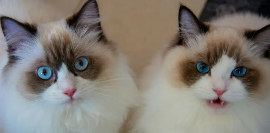 ragdoll cat adoption
