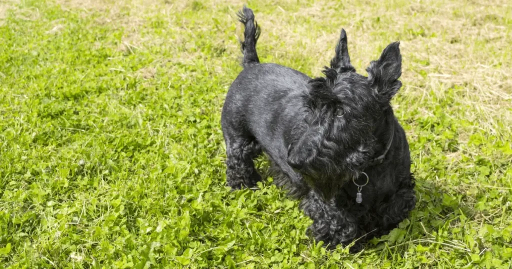 Black Colour Dog Breeds