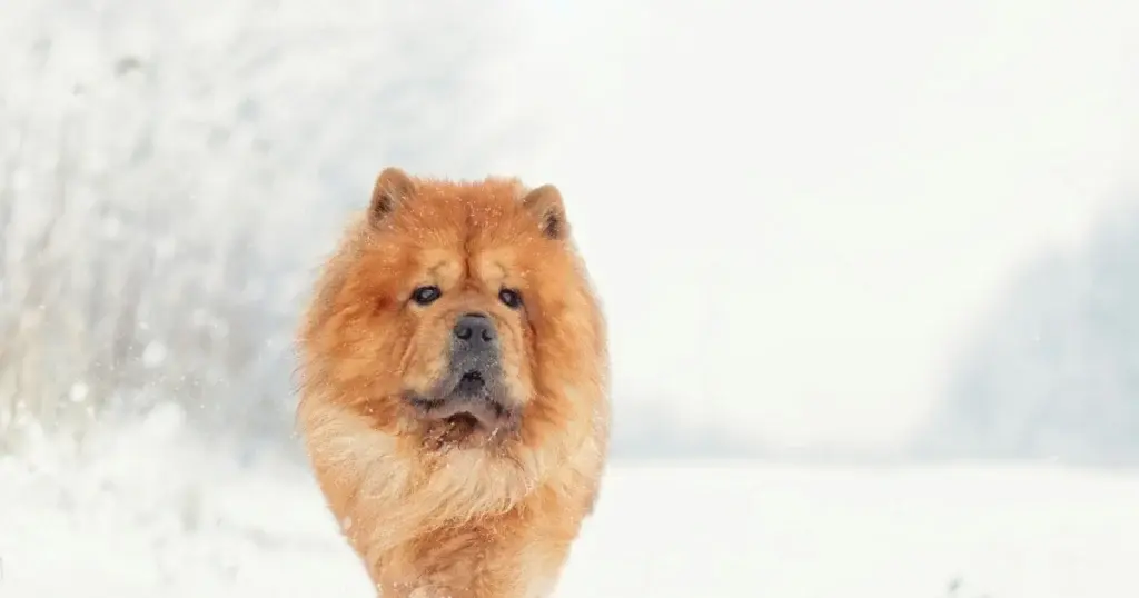 Stupidest Dog Breeds