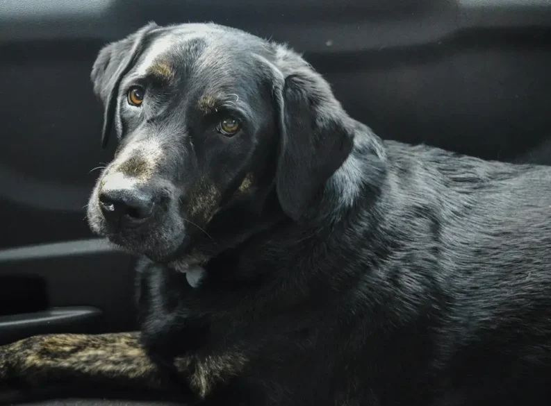 black colour dog breeds