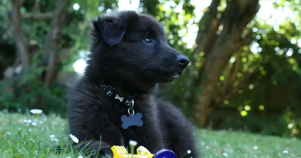 black dogs