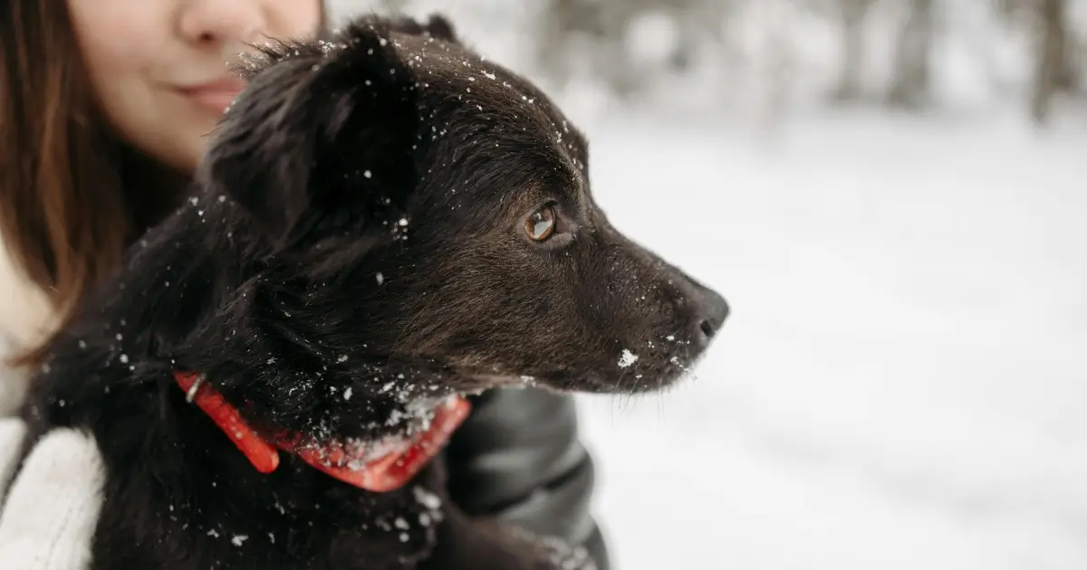 black dogs