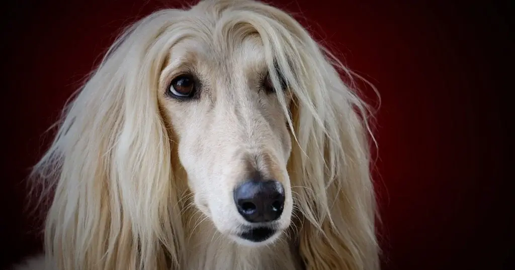 dumbest dog breeds
