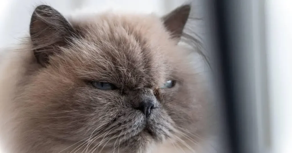 grumpy cat breed