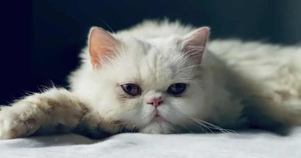 grumpy cat breed