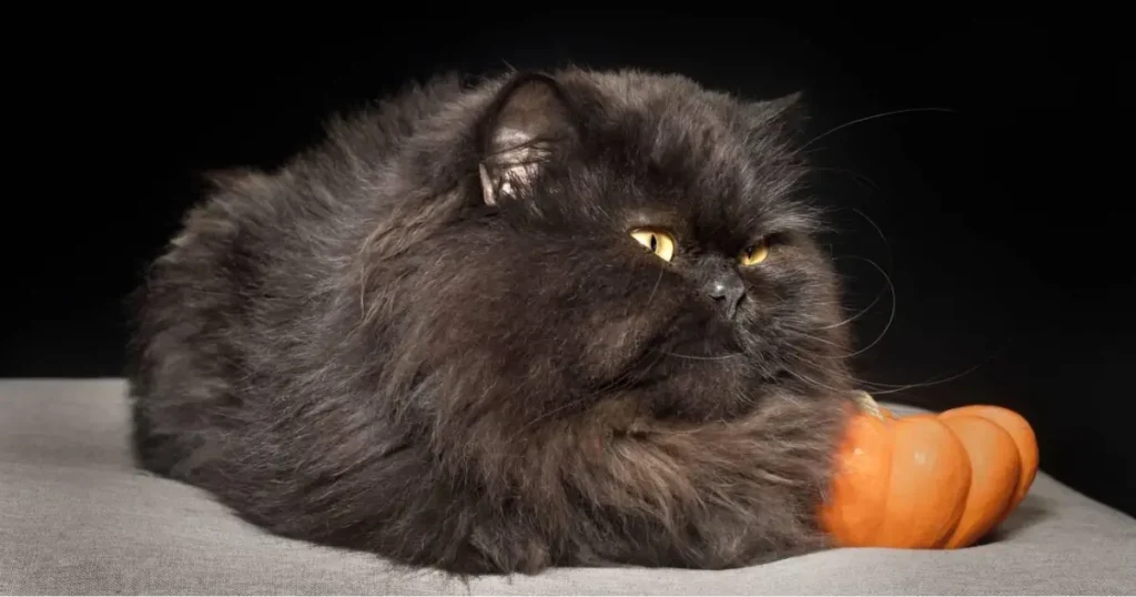 grumpy cat breed
