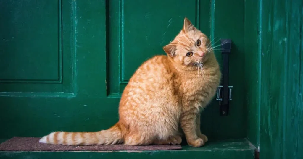 Funny Cat Names