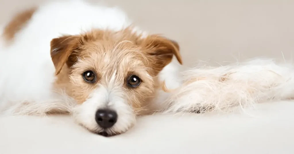 How to Reduce Shedding on Dogs