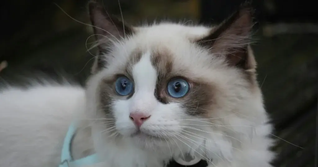 Ragdoll Cat Price