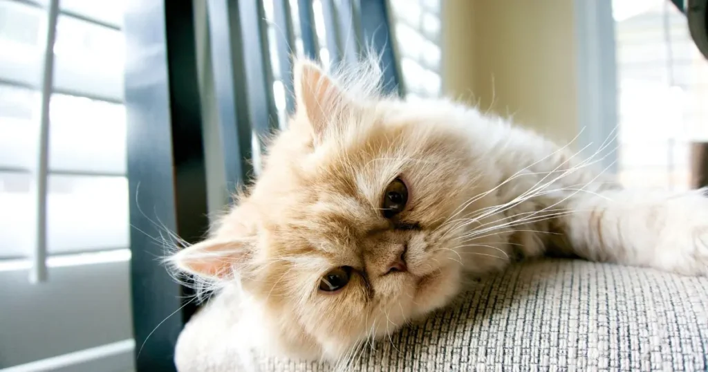persian cat breeders