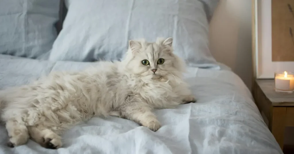 persian cat breeders