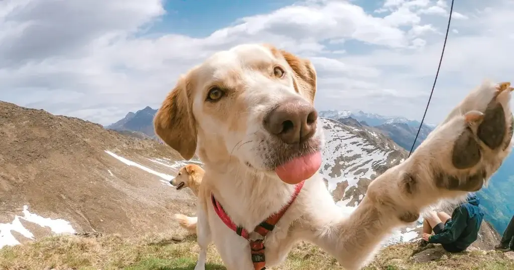Pet Travel Insurance