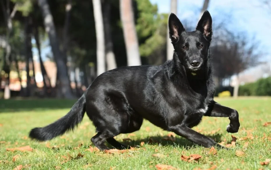 black belgian malinois