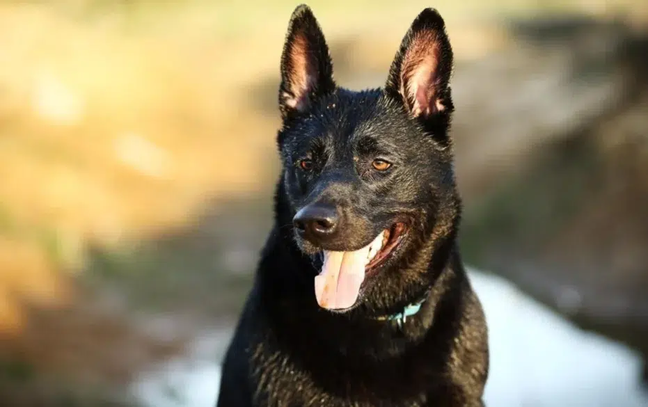 black belgian malinois