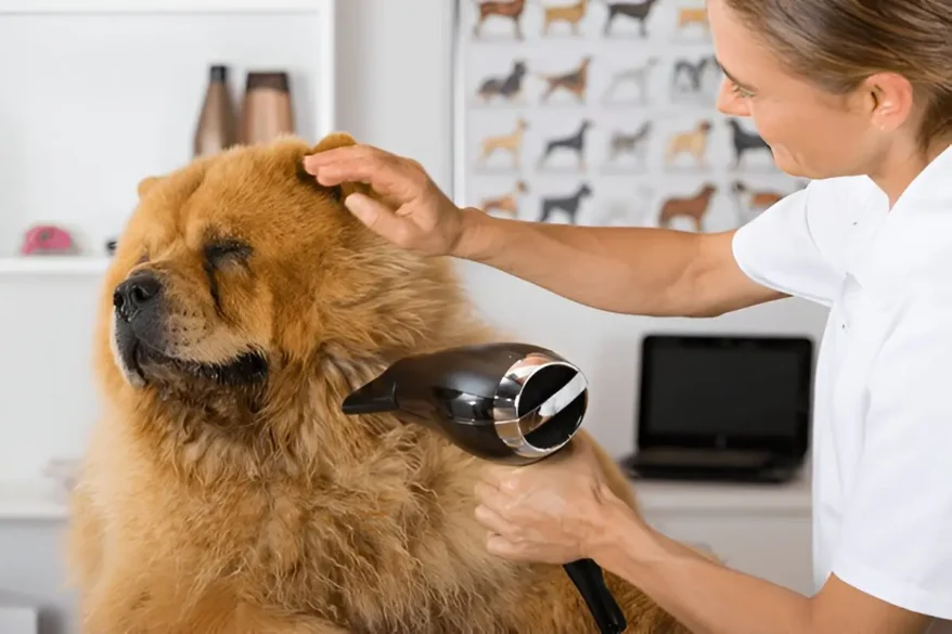 chow chow mix