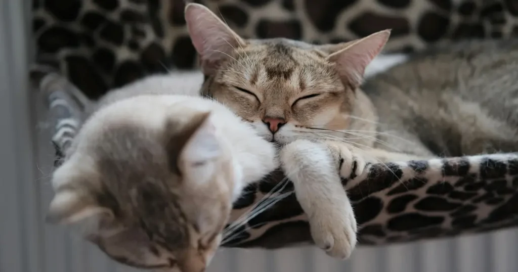 screaming crying cat Why Do Cats Scream When Mating