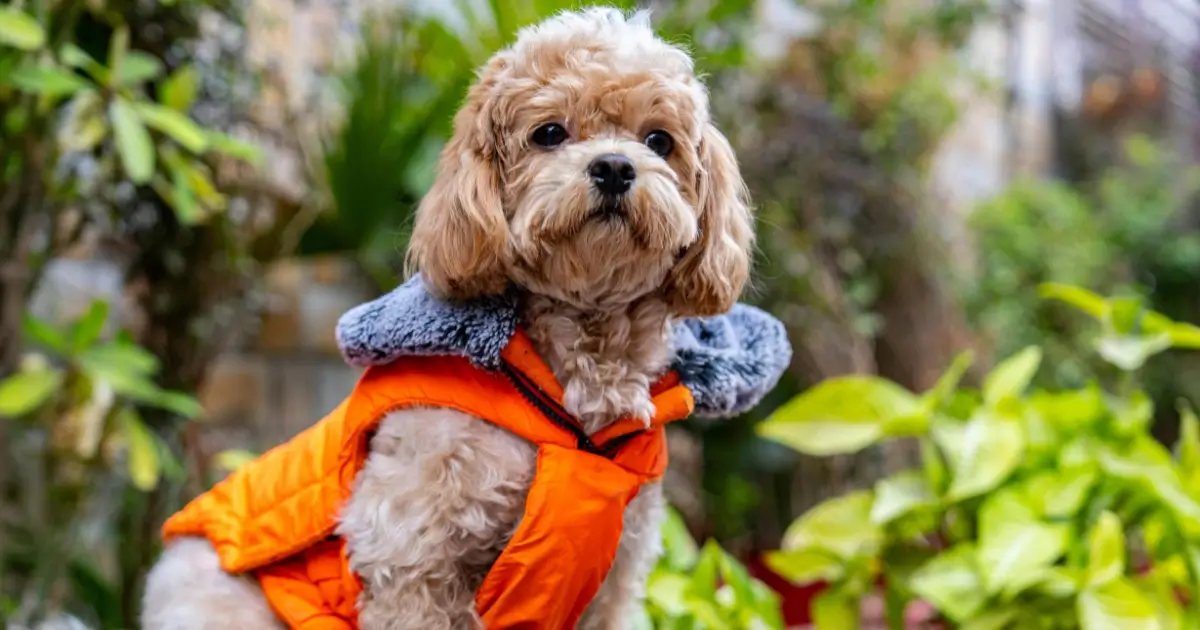Cavapoo Puppy