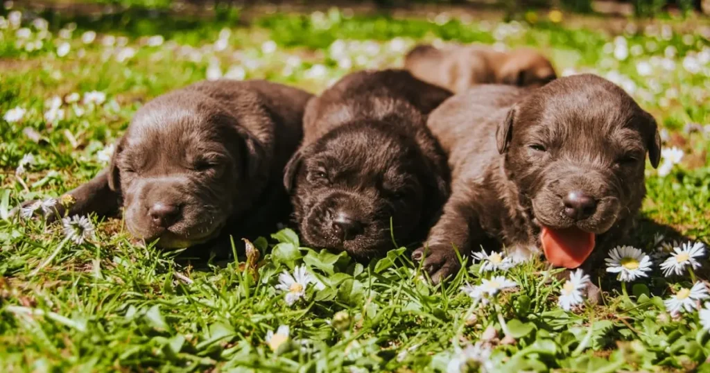 Labrador Retriever Puppy