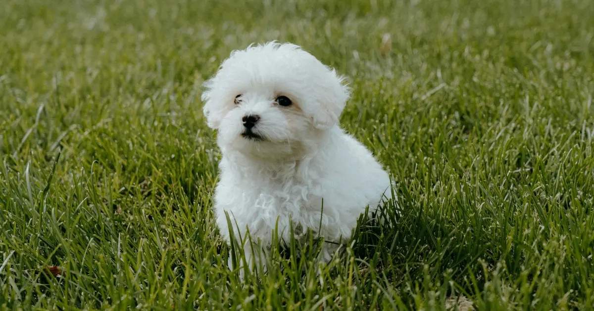 Maltipoo puppies