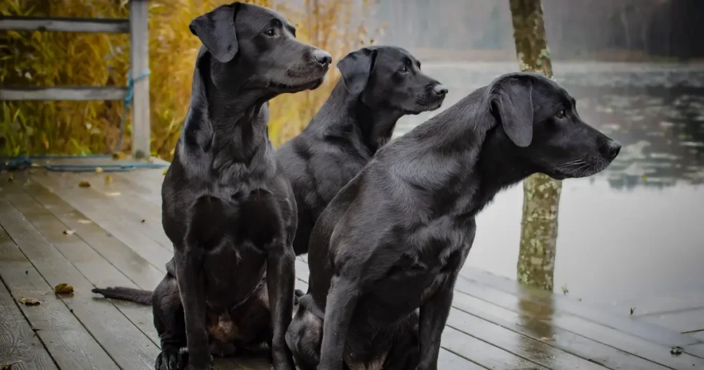 The Classic Black Labrador