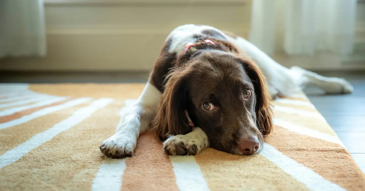 Why Do Dogs Scratch the Carpet