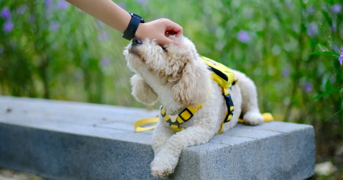 How to Discipline a Puppy