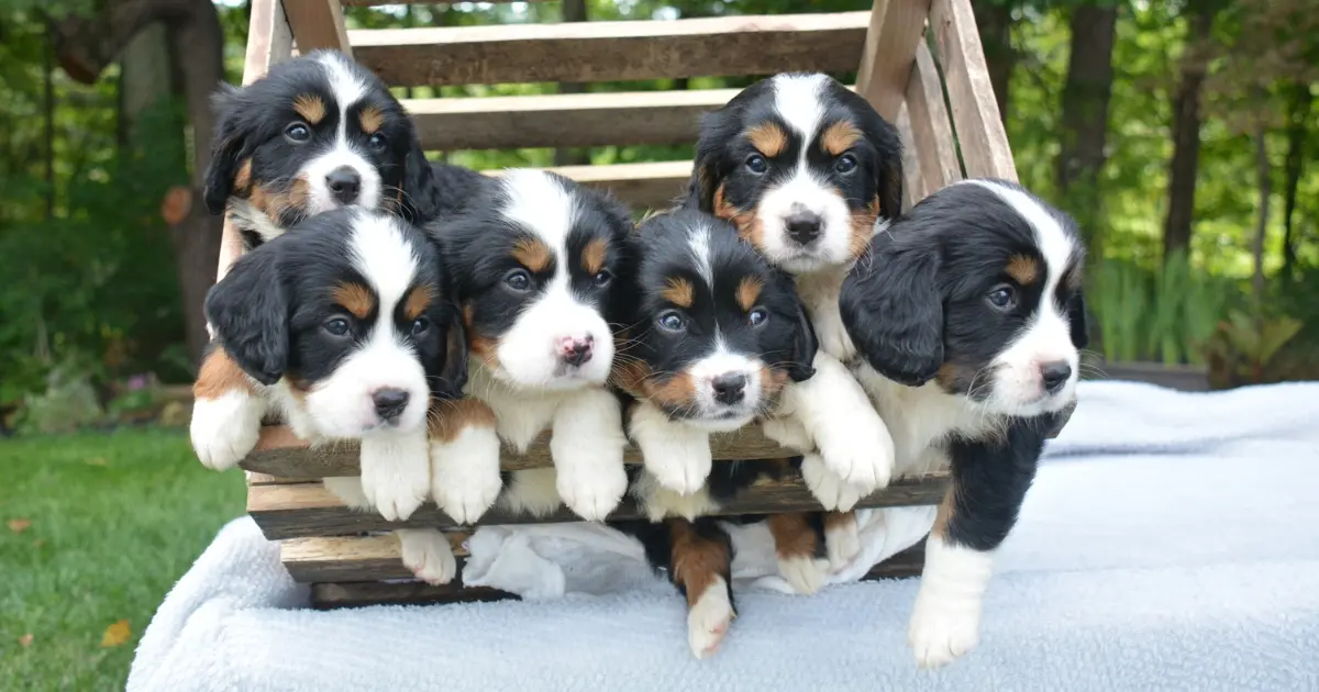 mini bernese mountain dog