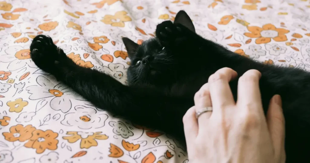 Cat Sleeping