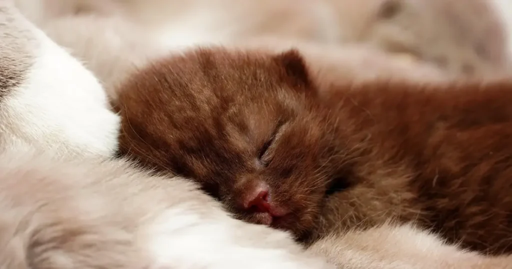 Cat Sleeping