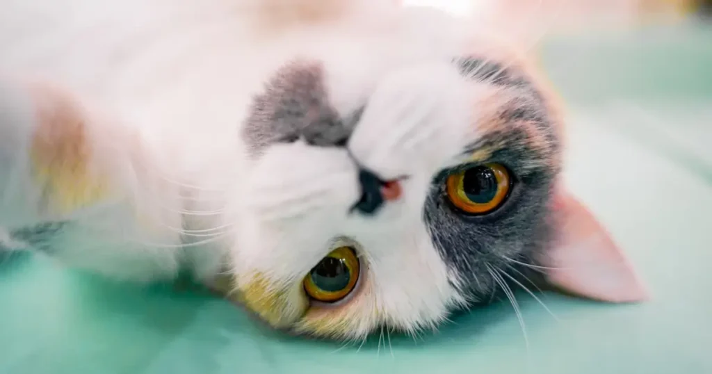 What Colors Can Cats See