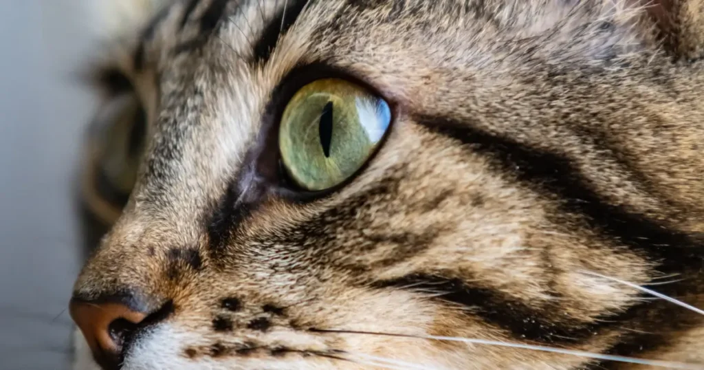 What Colors Can Cats See