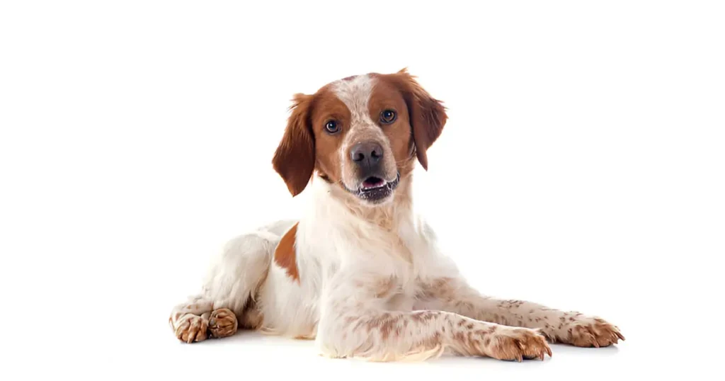 brittany mix