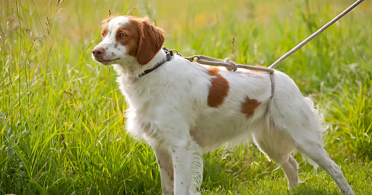 brittany mix