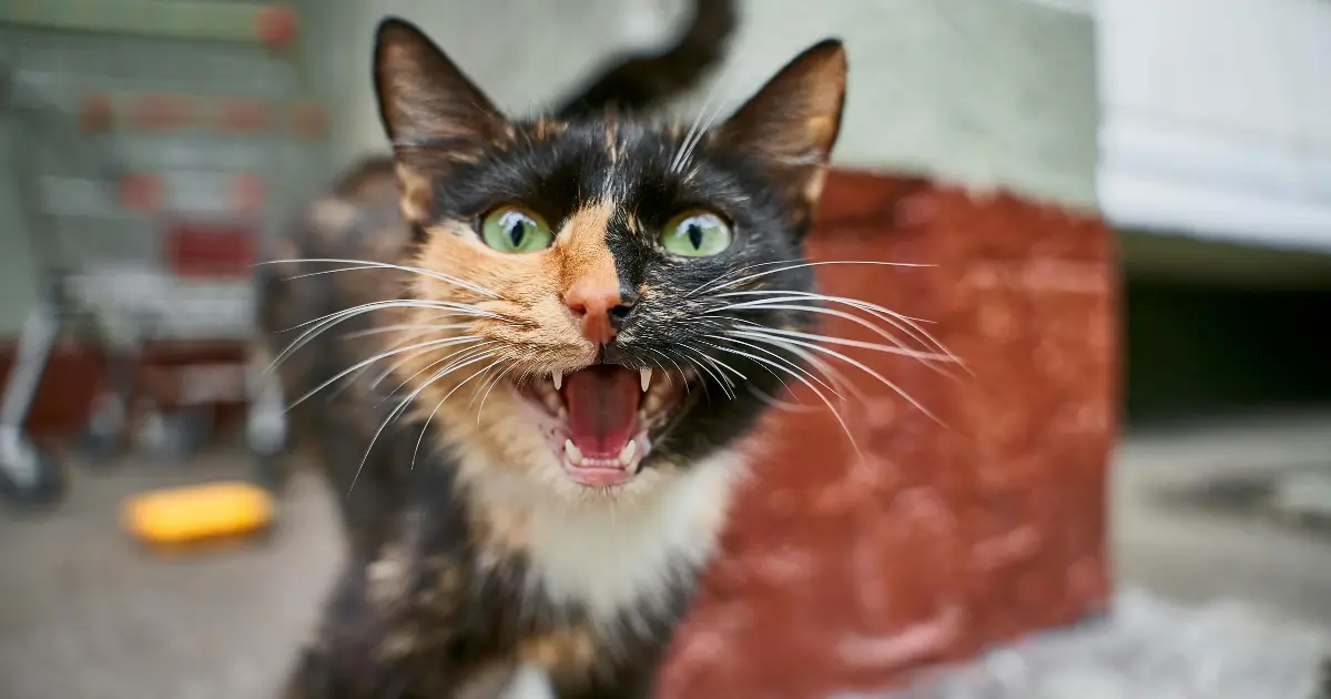 cat meow sounds