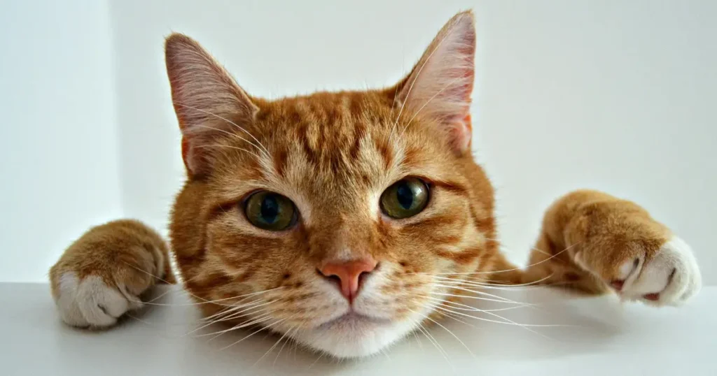 cat meow sounds