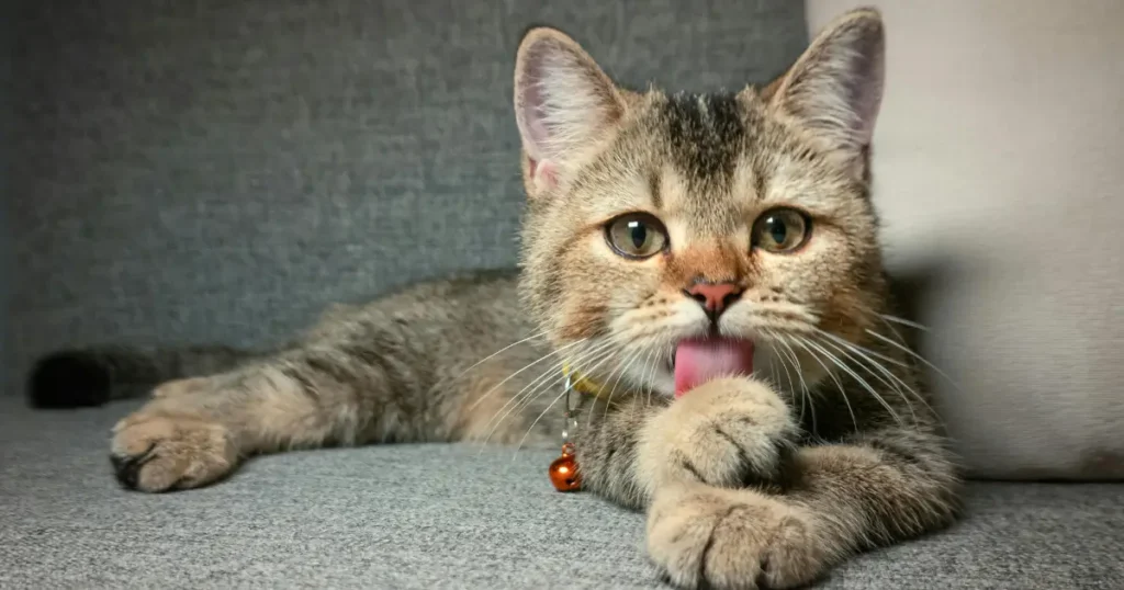 cat meow sounds