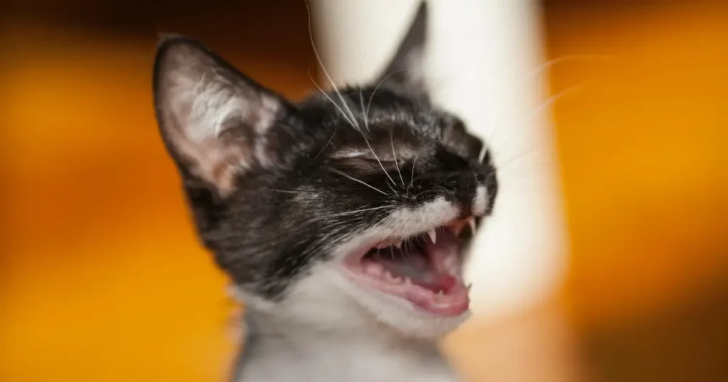 cat meow sounds